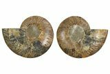 Cut & Polished, Crystal Filled Ammonite Fossil - Madagascar #308142-1